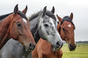 farm-horses